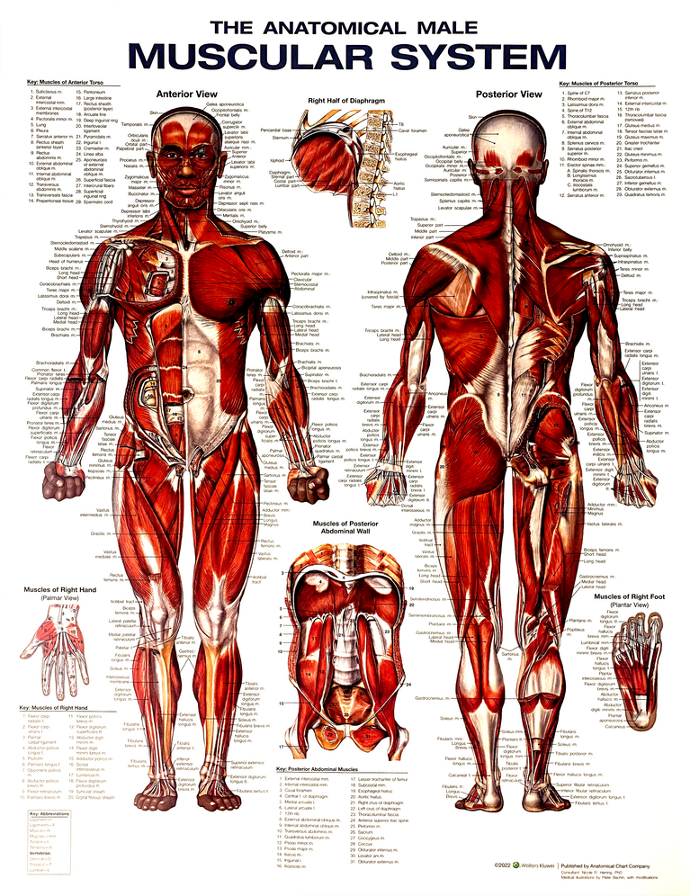 CHART MUSCULAR SYSTEM