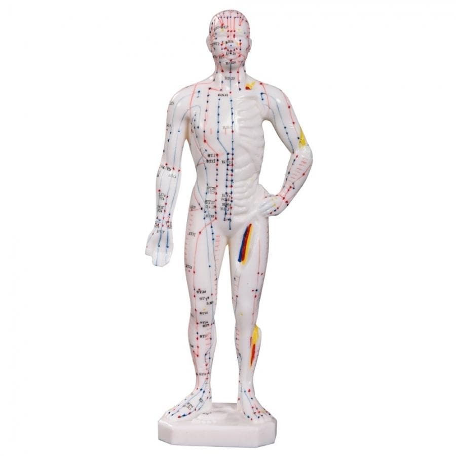 66FIT ACUPUNCTURE MALE MODEL - 26CM