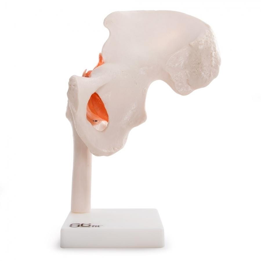 66FIT HUMAN HIP JOINT