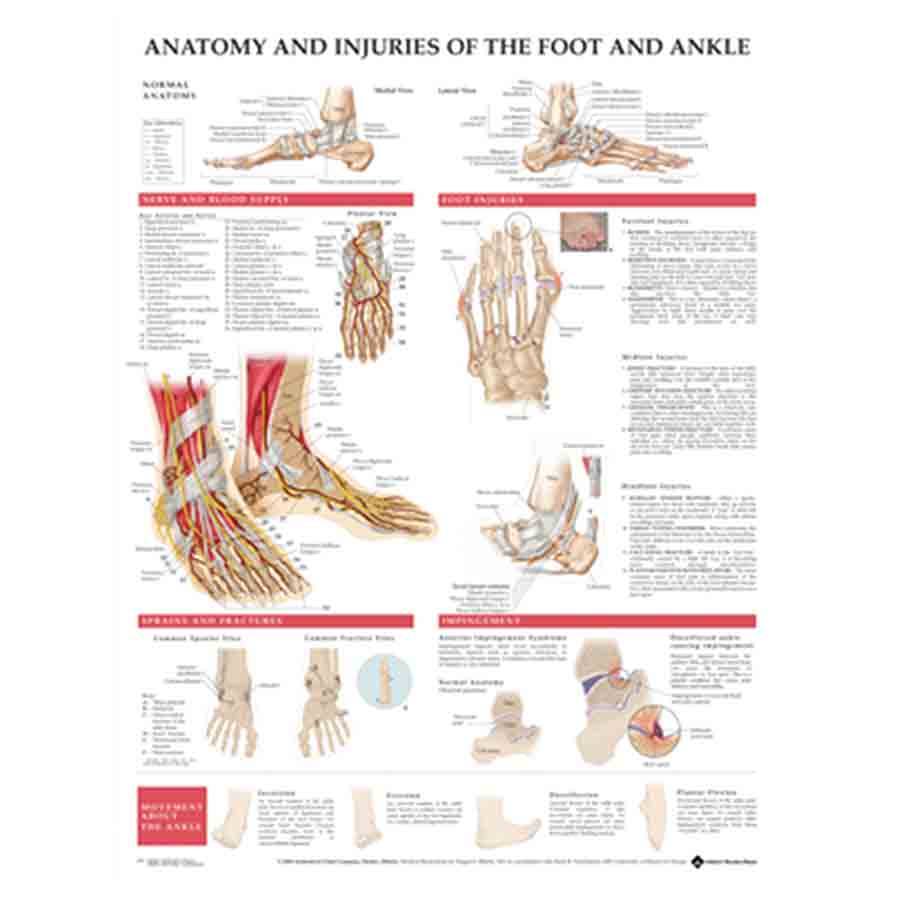 CHART ANATOMY &amp; INJURIES OF THE FOOT &amp; ANKLE