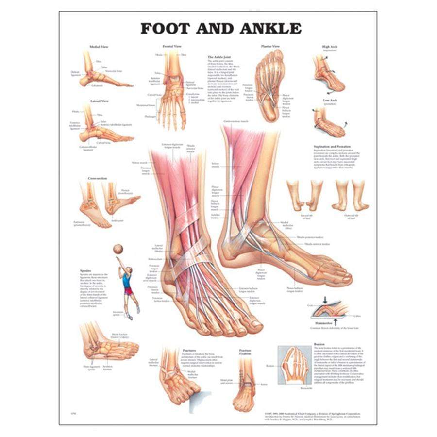 Chart foot and ankle