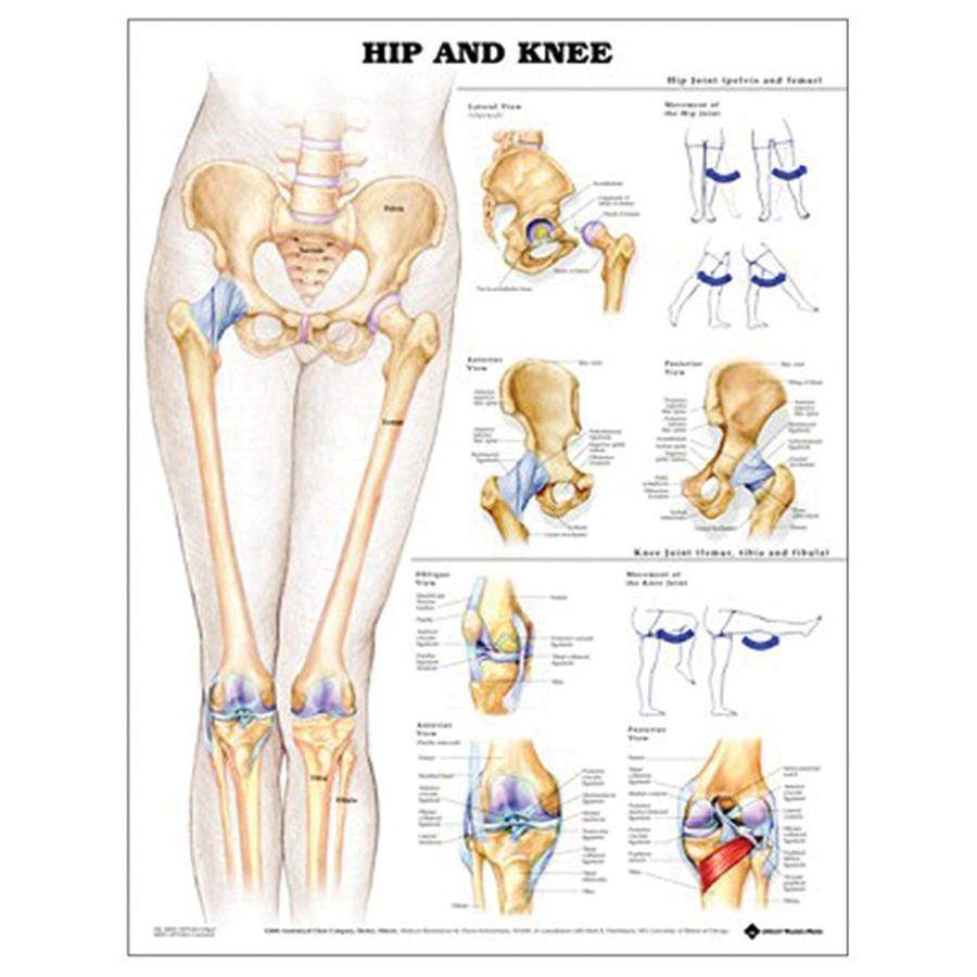 CHART HIP AND KNEE