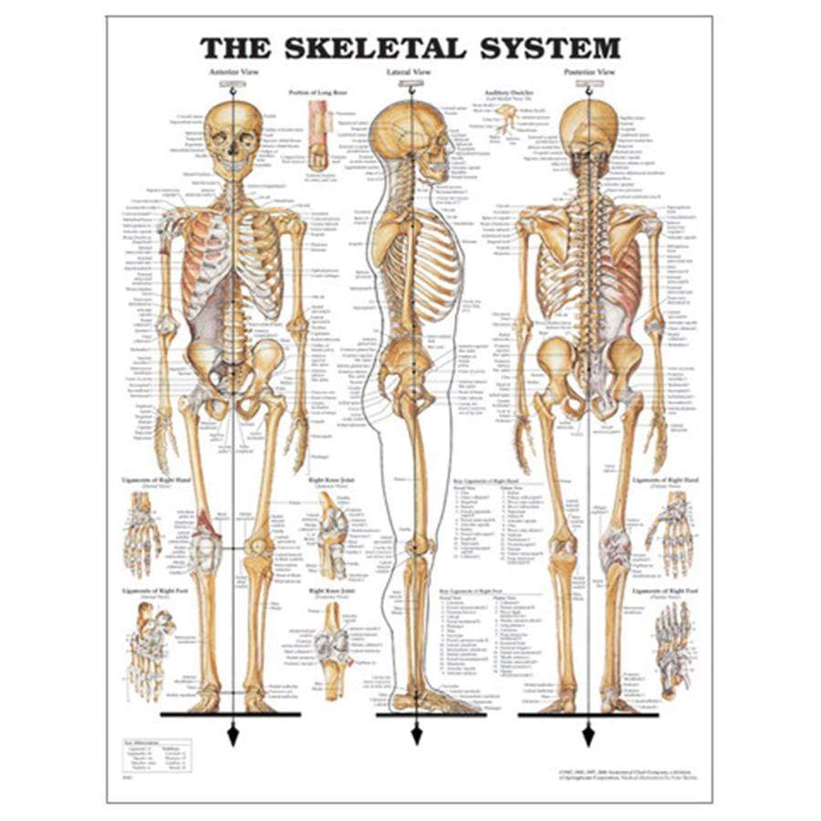 CHART THE SKELETAL SYSTEM